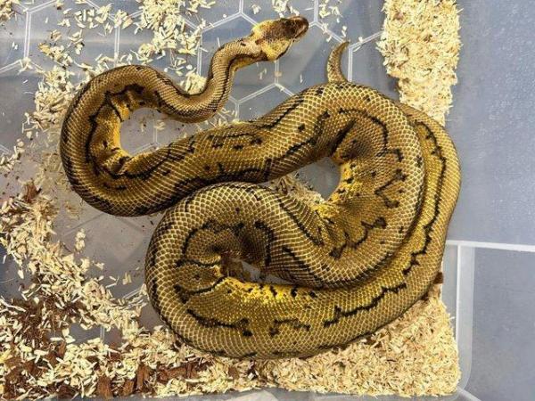 Image 2 of Ball Pythons AVAILABLE | Proven Females | Hatchlings