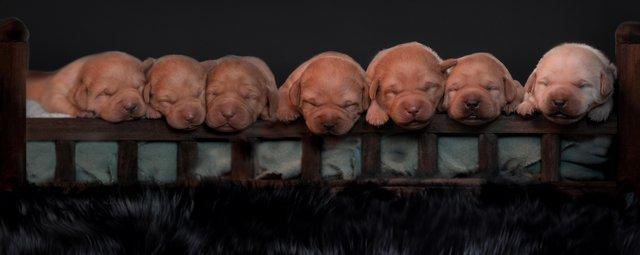 Image 3 of KC Registered Chunky Labrador Retriever Puppies