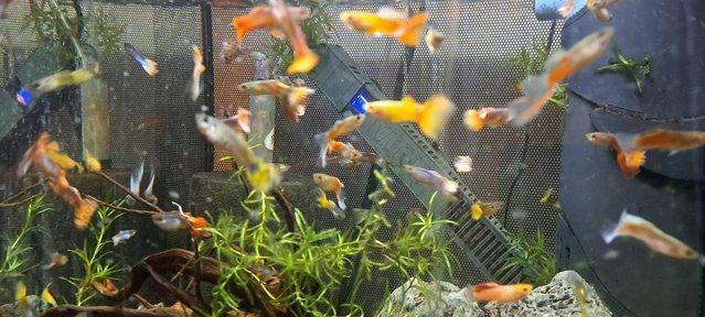 Image 2 of Lots Of Stunning Male Guppies for Sale