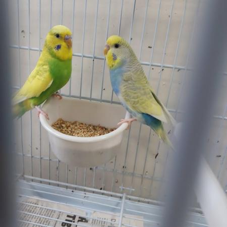 Image 7 of Gorgeous baby budgies for sale