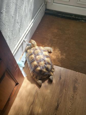 Image 3 of 7 year old male sulcata tortoise