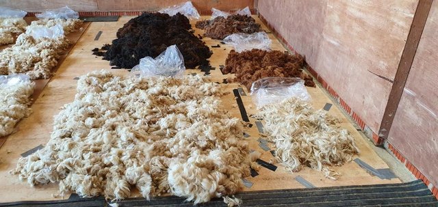 Image 2 of Alpaca fleece, fibre, wool for sale Grade A - whole blanket