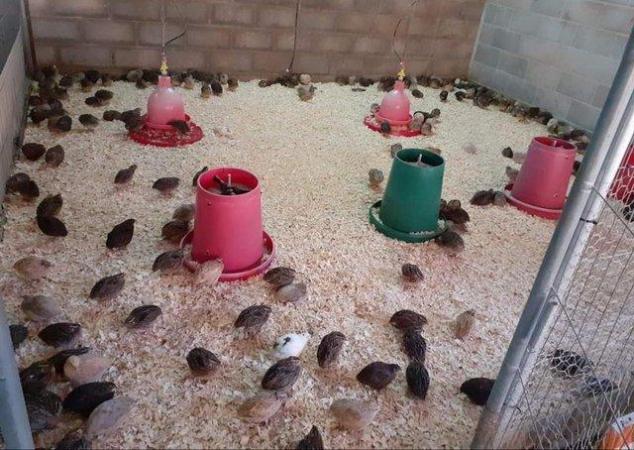 Image 1 of Japanese and Italian Quail for Sale