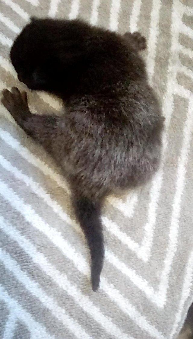 ORIENTA- BENGAL X ASIAN MAU KITTENS -SEPIA,CHARCOAL & SMOKE — photo 3 of 4