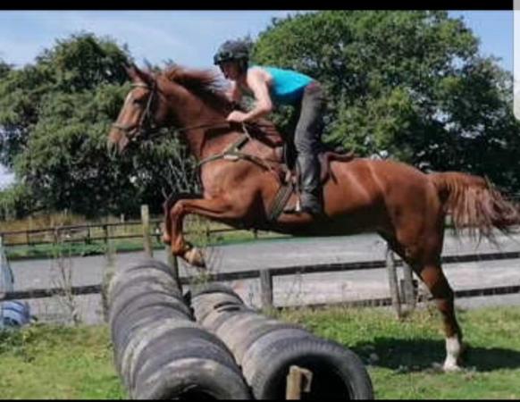 Image 3 of ****REDUCED TO SELL***  16.3hh 6 year old mare