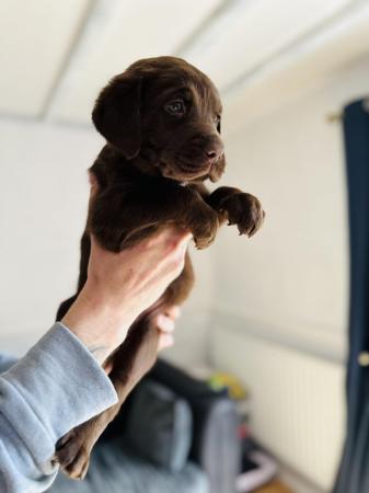 Image 14 of £750 Chocolate Labradors