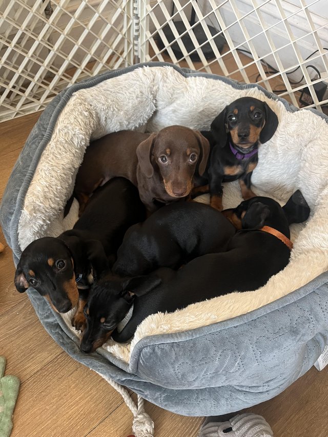 Preview of the first image of KC Registered Miniature dachshund puppies *1 girl available*.