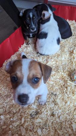 Image 9 of Tiny Jack Russell puppies 3  left