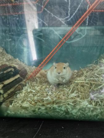Image 1 of 2 male gerbils, 2.5 years old very friendly boys