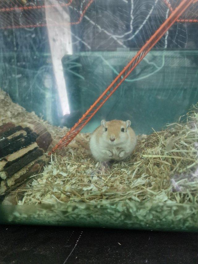Preview of the first image of 2 male gerbils, 2.5 years old very friendly boys.