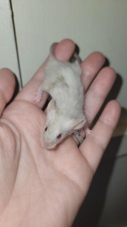 Image 4 of Ready now, beautiful baby mice £2.50 great pets