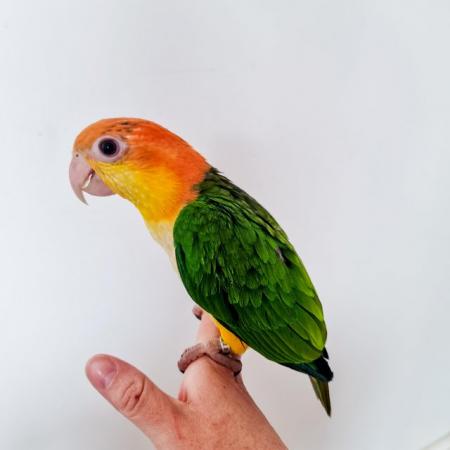 Image 5 of Handreared Yellow Thighed Caiques - Last one left