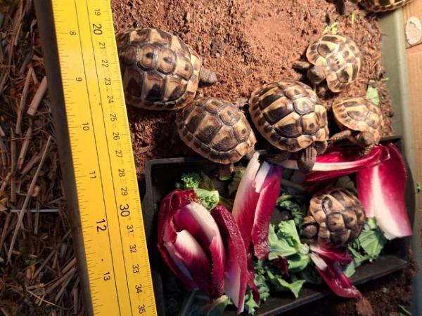 Image 4 of Hermann Tortoise Hatchlings