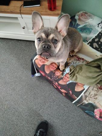 Image 5 of French bulldog 7mths old male