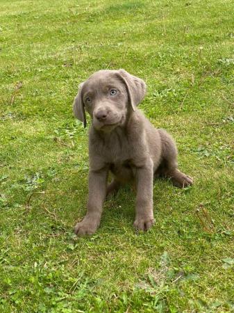 Image 5 of Beautiful blue eyed silver lab puppies