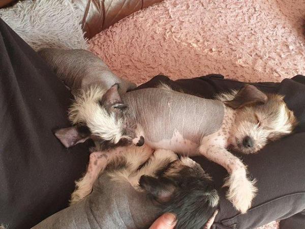 Image 3 of KC Chinese crested puppieslooking for their forever home