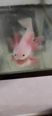 Image 4 of Juvenile leucistic Axolotl 5 months old