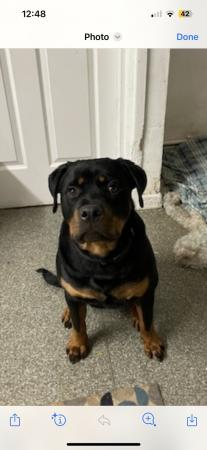 Image 2 of Beautiful Rottweiler puppy for sale