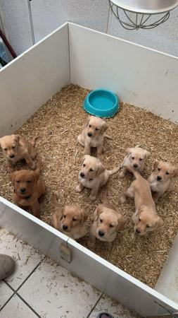 Image 4 of Beautiful fox red and yellow labrador puppies ready 8th May