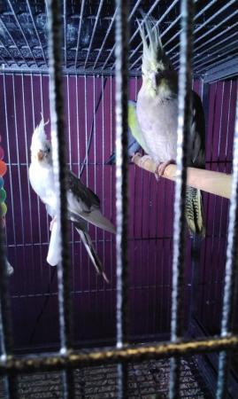 Image 4 of Male/ female cockatiels