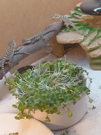 Image 7 of Bearded dragons looking for forever home