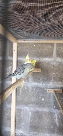Image 4 of Baby budgie for saleavairy bred