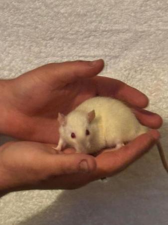 Image 2 of Females Rats ready to go now
