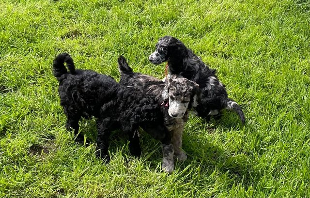 Image 7 of Standard Poodle Puppies - Licensed Breeder - Health Tested