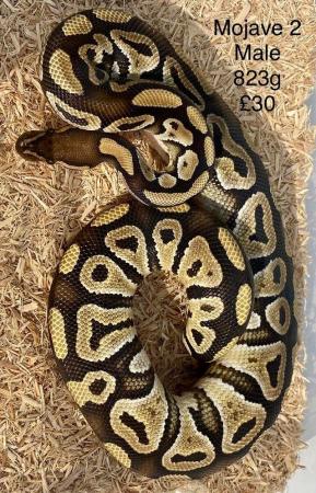 Image 16 of Royal Pythons for sale.