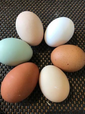 Image 1 of Pure Breed Large Fowl Hatching eggs