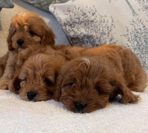 Image 6 of Extensively Health Tested F1 Toy CavaPoo Puppies