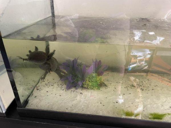 Image 7 of Male Axolotls wants forever home