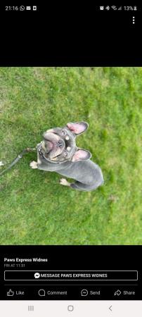 Image 5 of French bulldog needs a new home, without children
