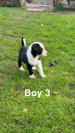 Image 7 of 4 Border Collie pups for sale