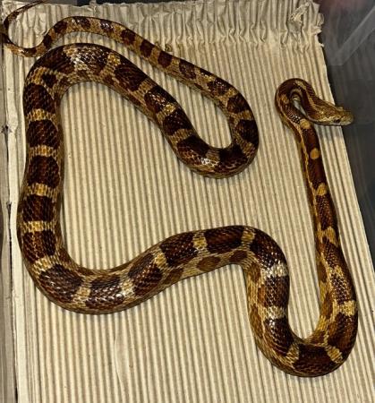 Image 1 of Male corn snake For sale