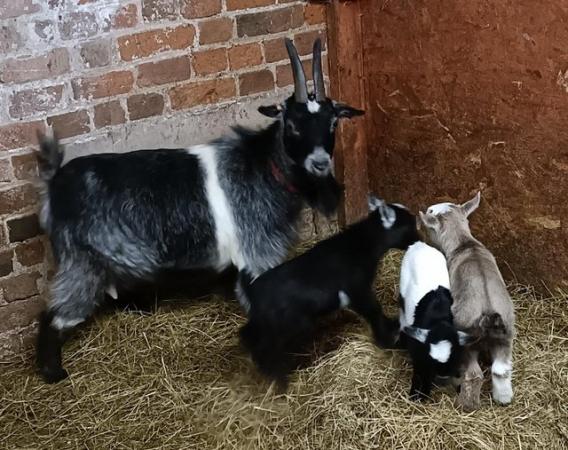 Image 1 of male pygmy goat kid for sale