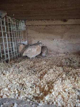 Image 3 of 10 week old male coturnix sandy quails .