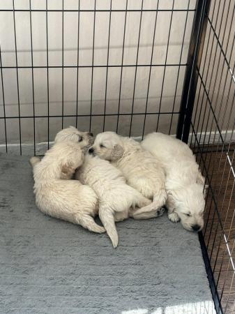 Image 8 of Golden retriever puppies for Sale