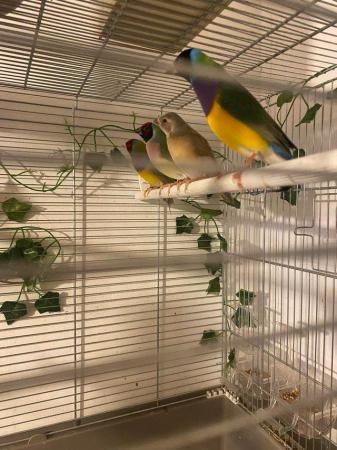 Image 5 of Tow pair of gouldian finch for sale