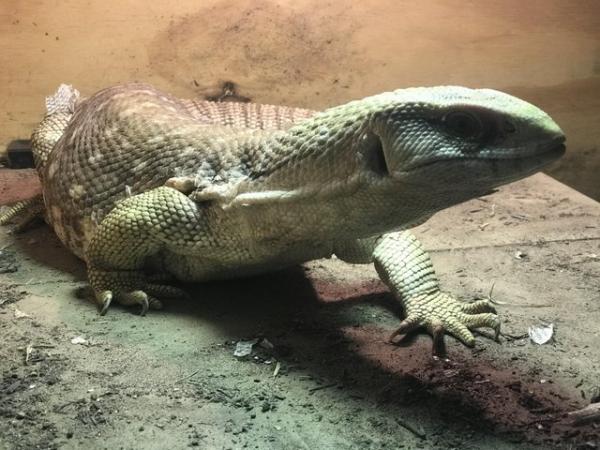 Image 3 of Savannah monitor lizard