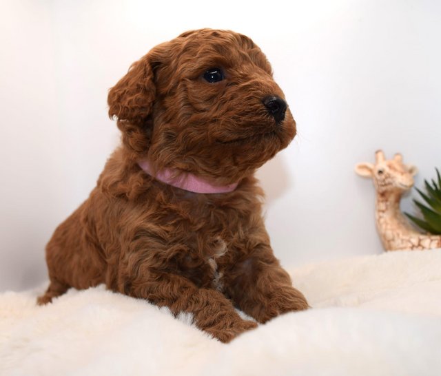 Preview of the first image of Cavapoo puppies stunning fox red babies available 5 april.