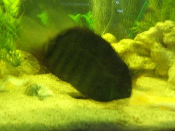 Image 5 of Large Severum Tropical fish for sale