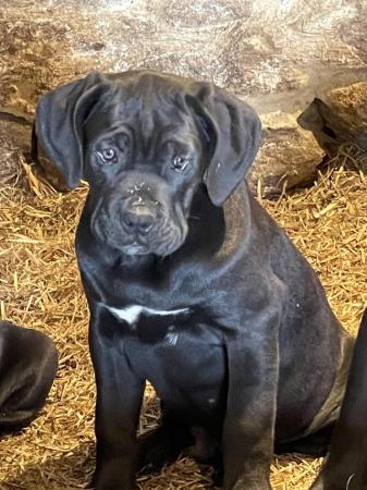 Image 6 of Ready to leave now 8 Cane Corso puppies 3 remaining