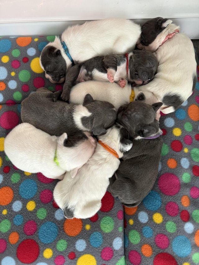 Preview of the first image of Kc reg French bulldogs deposits now being taken.