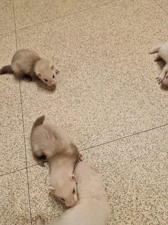 Preview of the first image of Working or pet Micro x standard ferrets.