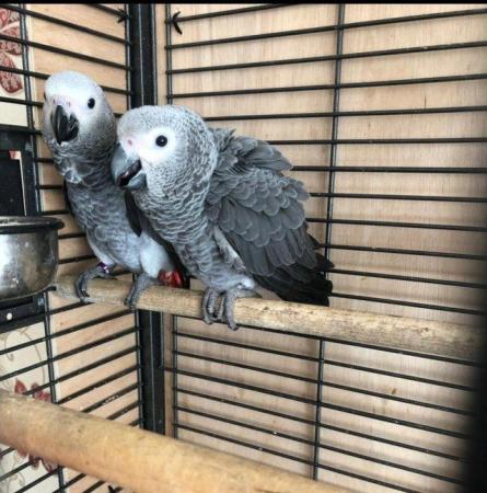 Image 2 of Sillytame Baby African Grey Parrot