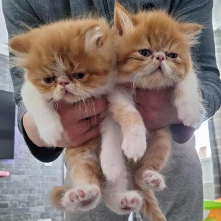 Image 3 of Pure breed Persian kittens for sale. Two gorgeous boys.