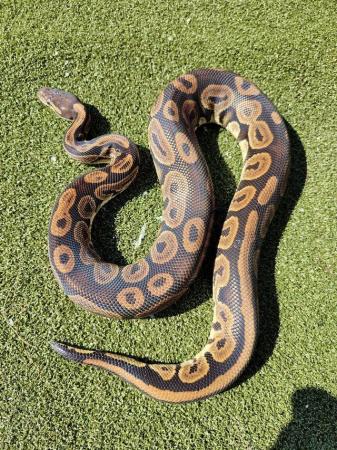 Image 3 of Ball python collection for sale