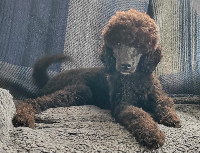 Preview of the first image of Gorgeous adult female miniature poodle.