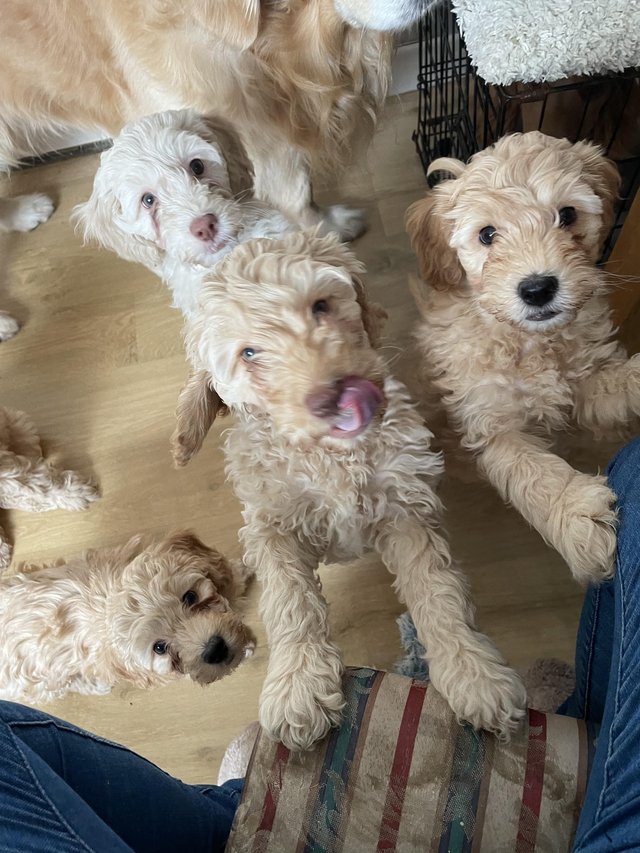 Preview of the first image of Goldendoodle puppies *** ready now for new homes***.